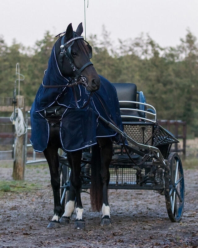 Paardenvliegendeken met halsdekking QHP 3/4
