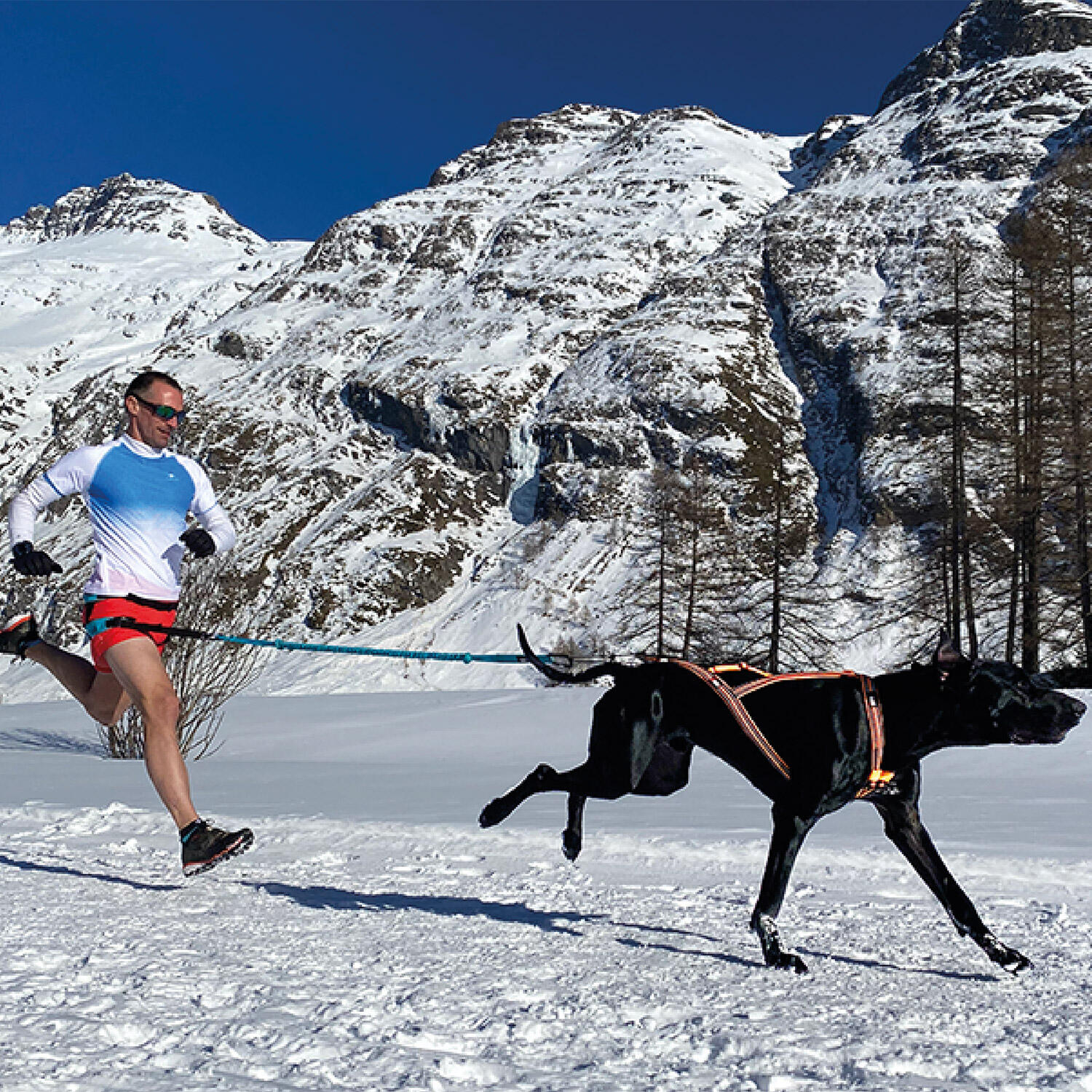 Harnais ONE X-BACK réglable pour courir avec son chien canicross, sport/loisirs 5/7
