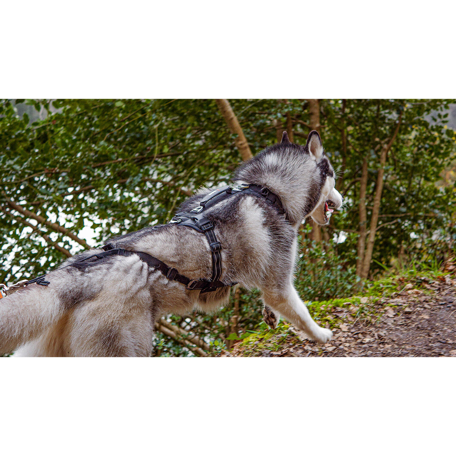 Harnais RAIDLIGHT pour courir avec son chien, canicross,randonnée,trail,balade 4/7