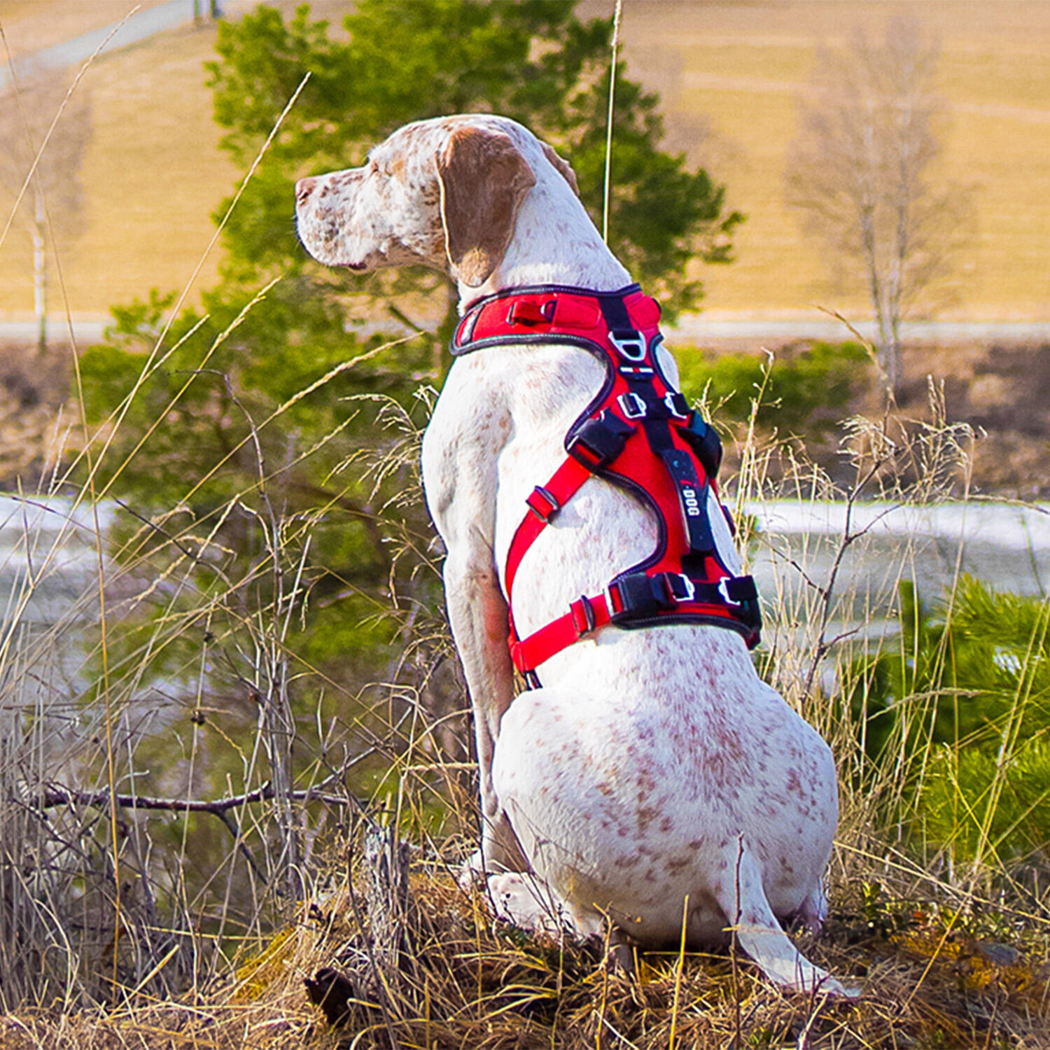 Harnais pour chien canirandonnée, canitrail CONFORT TREK 3/8