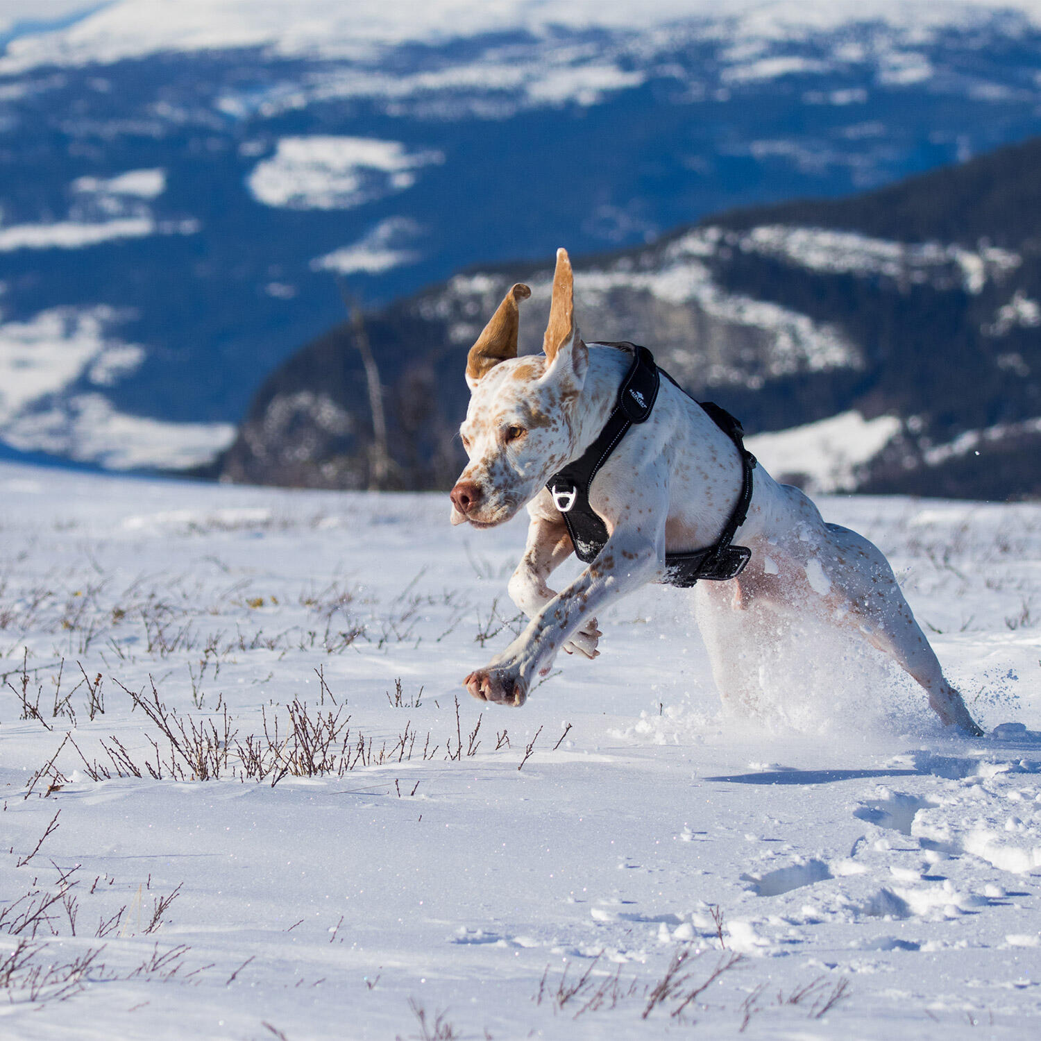 Harnais RAIDLIGHT pour courir avec son chien, canicross,randonnée,trail,balade 3/7