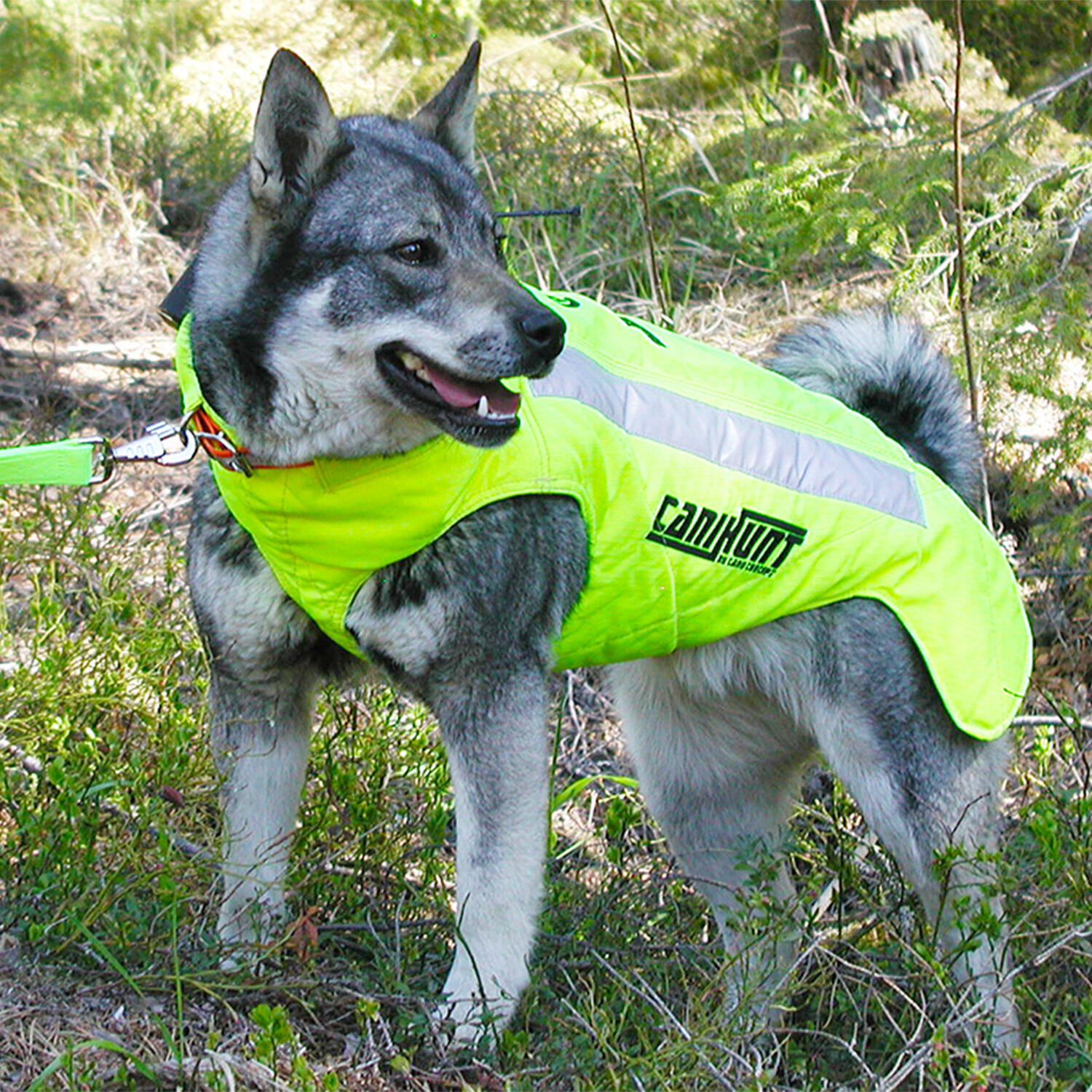 PRO CANO CANIHUNT gilet di protezione per cani da caccia 3/7
