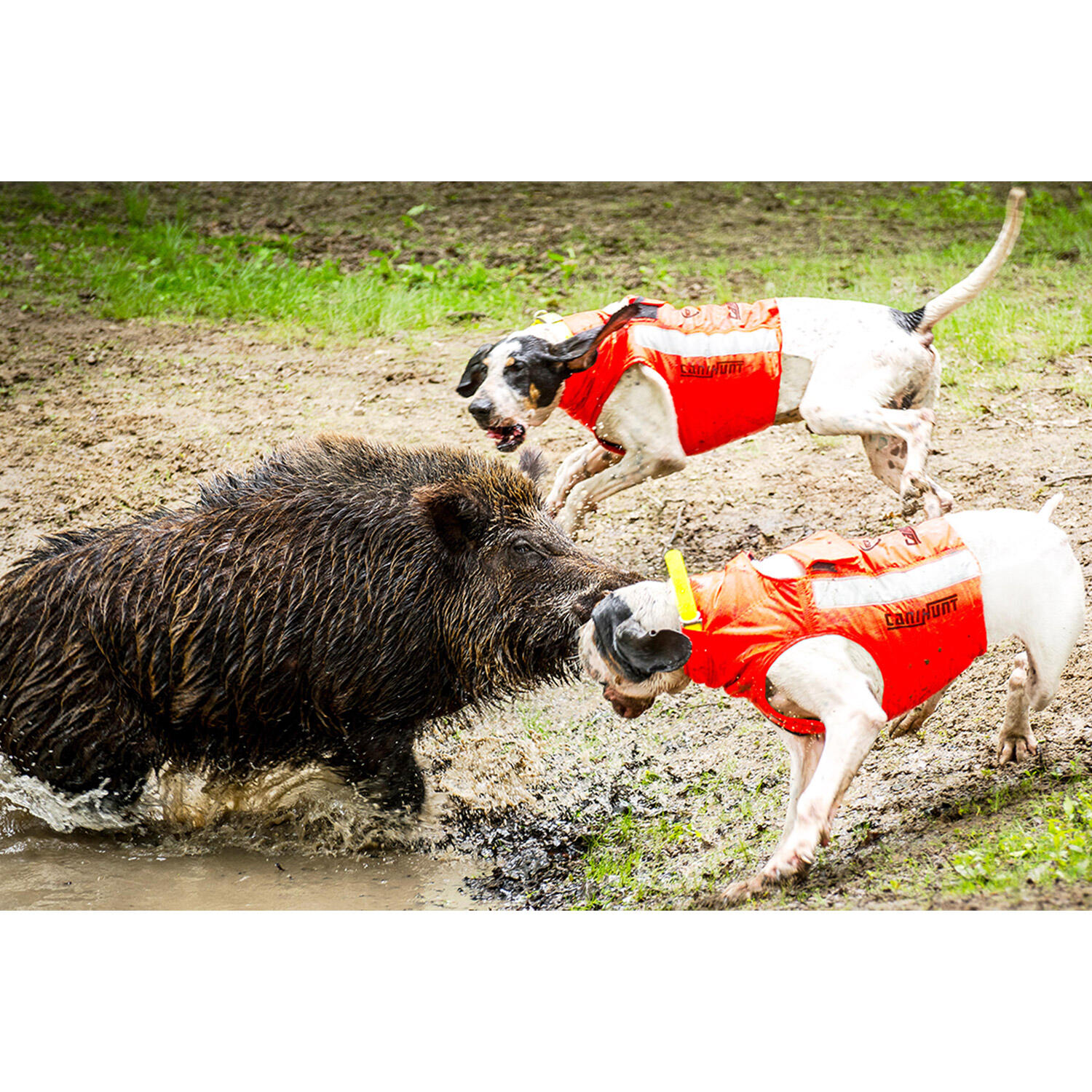 Gilet de sécurité discount pour chien de chasse