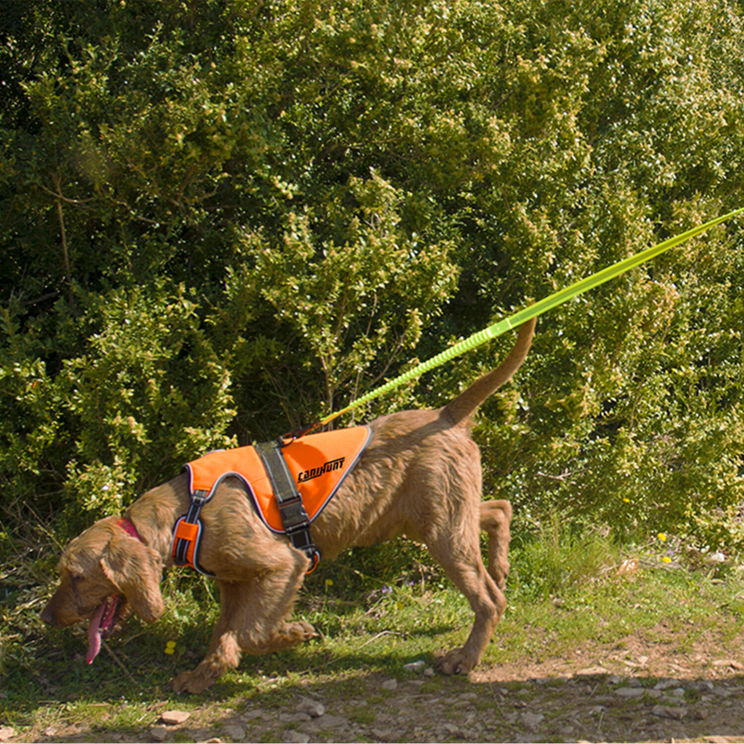 Harnais pour chien de chasse SIGNAL CANIHUNT 2/8