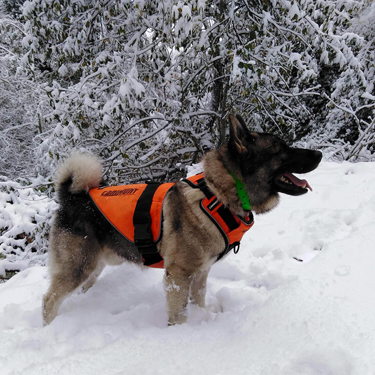 Harnais pour chien de chasse SIGNAL CANIHUNT 3/8