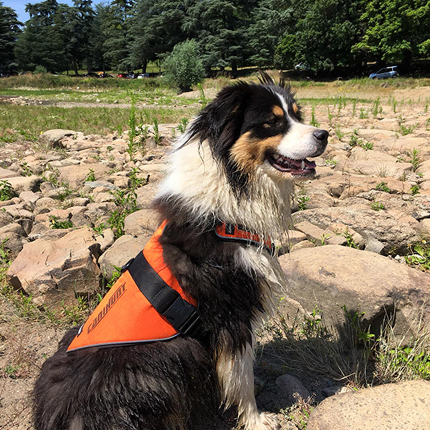 Harnais pour chien de chasse SIGNAL CANIHUNT 4/8