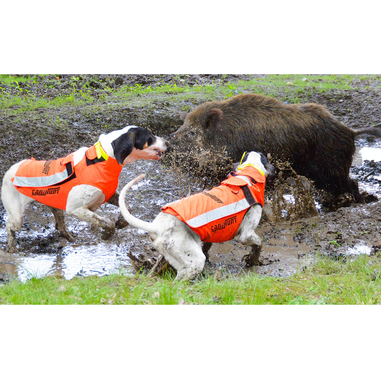 PROTECT LIGHT CANIHUNT Gilet di protezione per cani da caccia 3/7