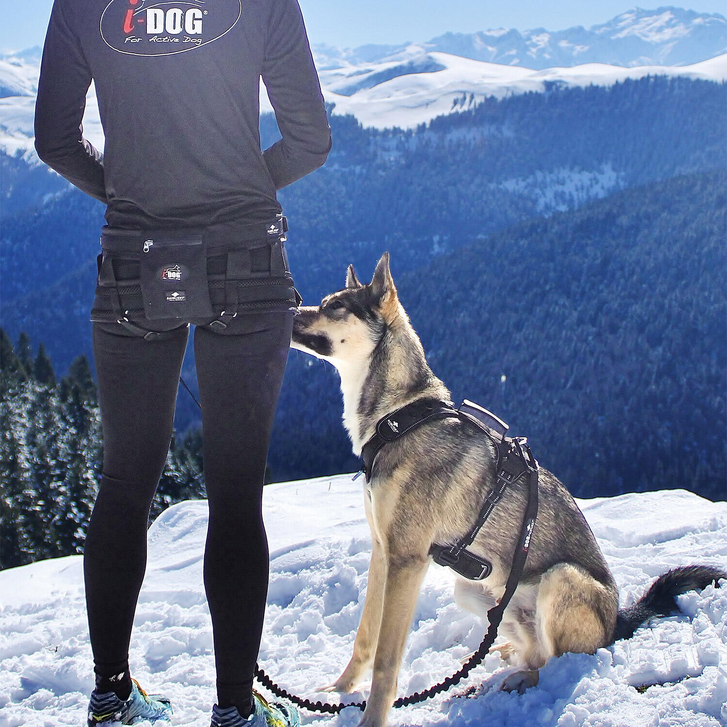 Harnais RAIDLIGHT pour courir avec son chien, canicross,randonnée,trail,balade 6/7