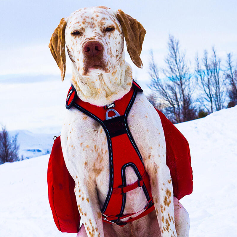 Trousse de Secours pour randonnée et Cani-rando - The Adventure Dogs