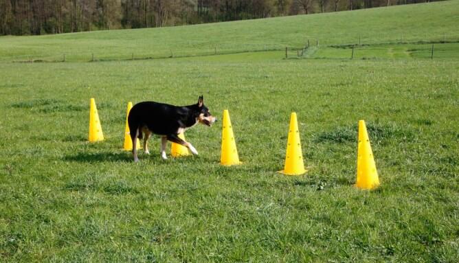 Jouet pour chien d'obstacle Kerbl Agility 6/6