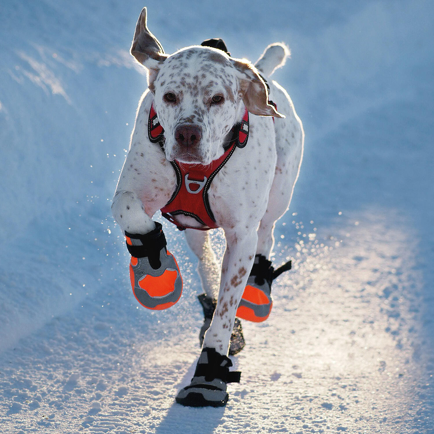 Hundeschuhe I-DOG Khan Pad N'Polar 6/7