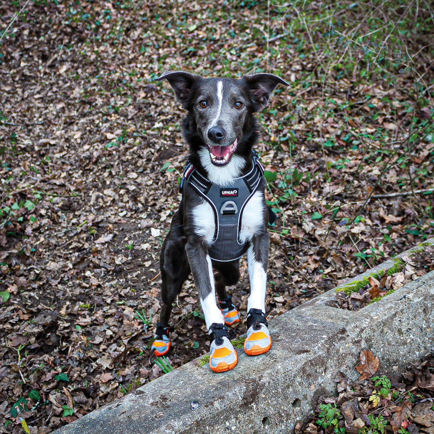 Hundeschuhe I-DOG Khan Pad N'Air 6/6