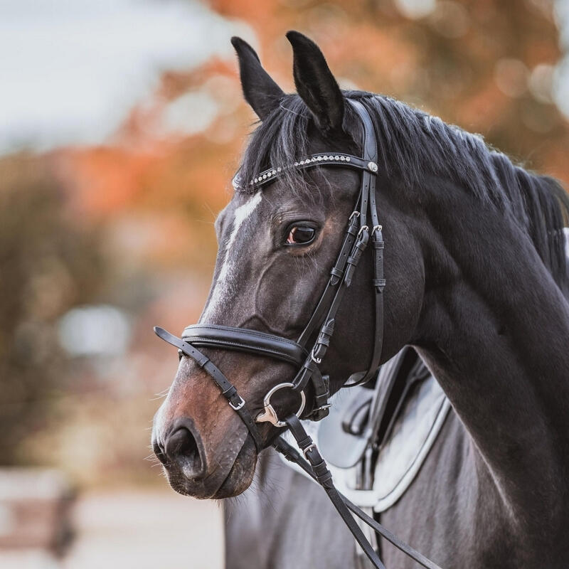 Mors pour cheval Sprenger olive Kk ultra 2/2