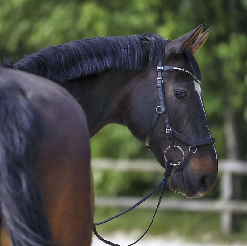 Mors 2 anneaux pour cheval Sprenger Novocontact 4/4