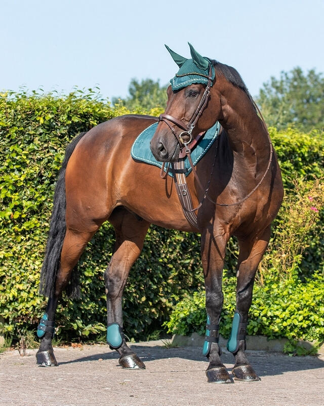 Ensemble guêtres et protège boulets pour cheval QHP 3/4