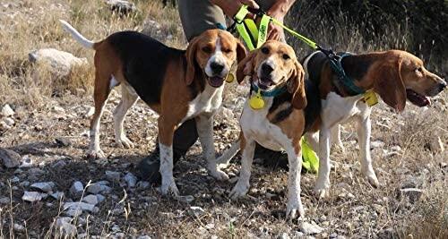 Accouple HUNTER 3 chiens CANIHUNT jaune 2/3