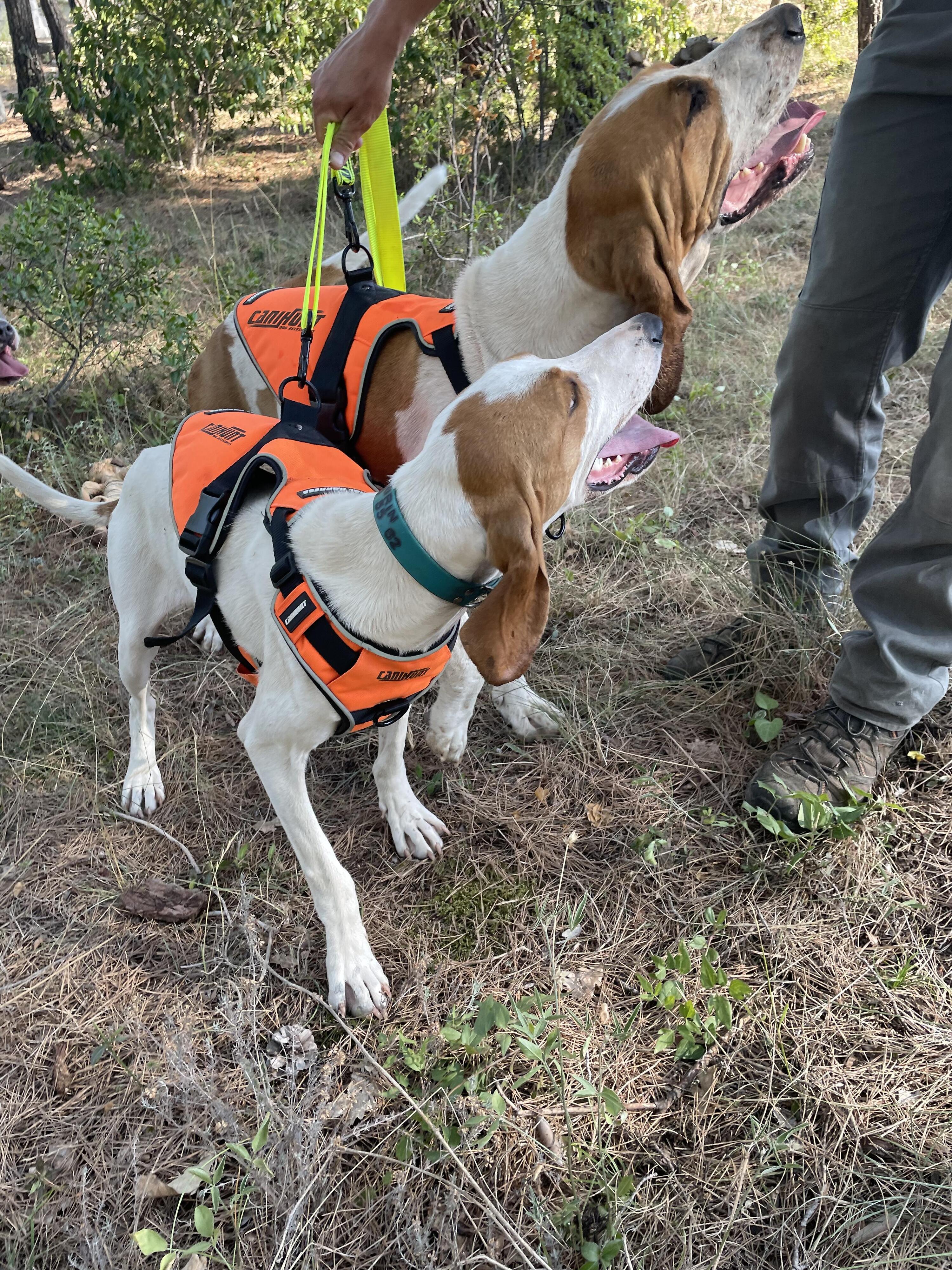 Harnais pour chien de chasse SIGNAL CANIHUNT 7/8