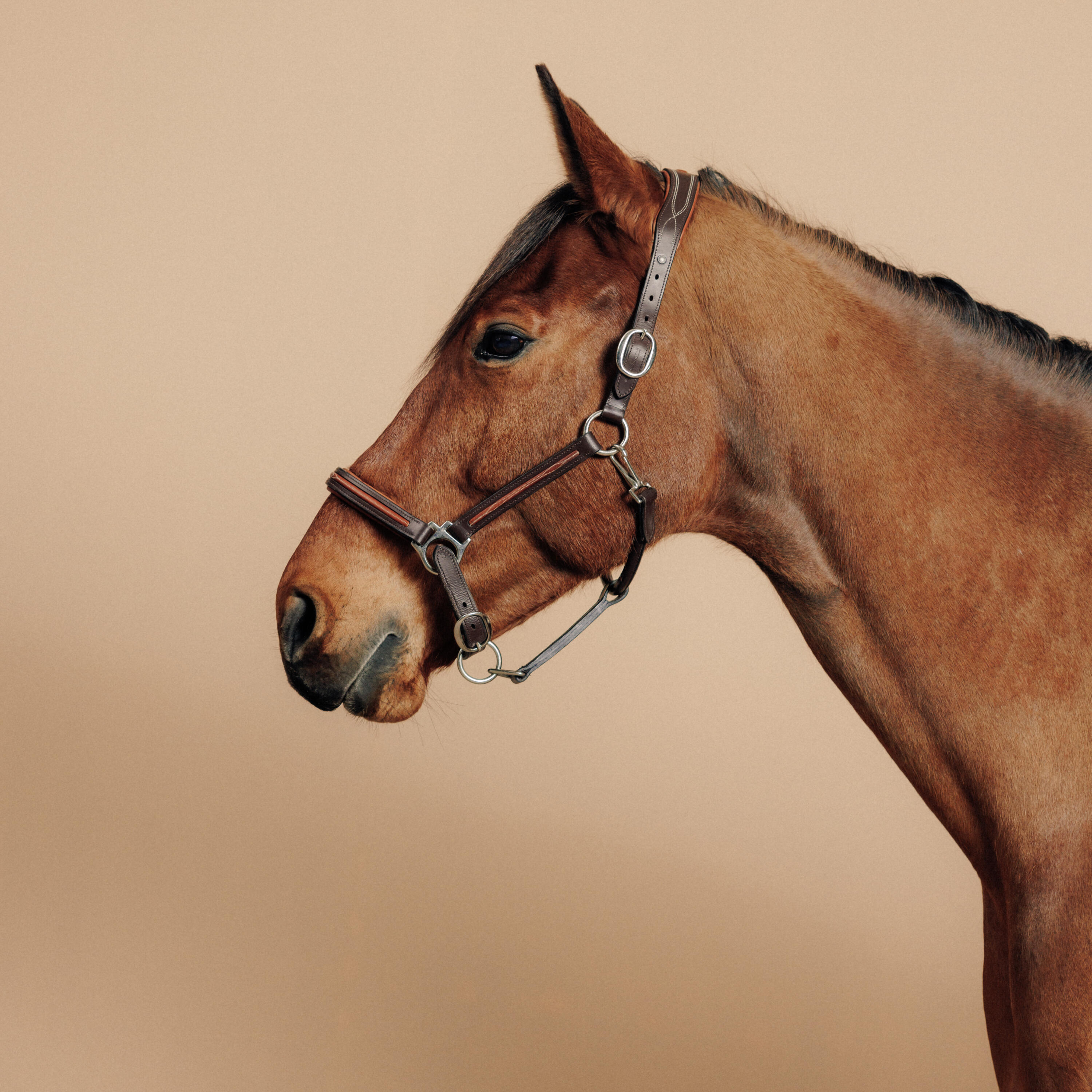 Refurbished Horse Riding Leather Halter for Horse & Pony 900 - Brown - A Grade 1/6