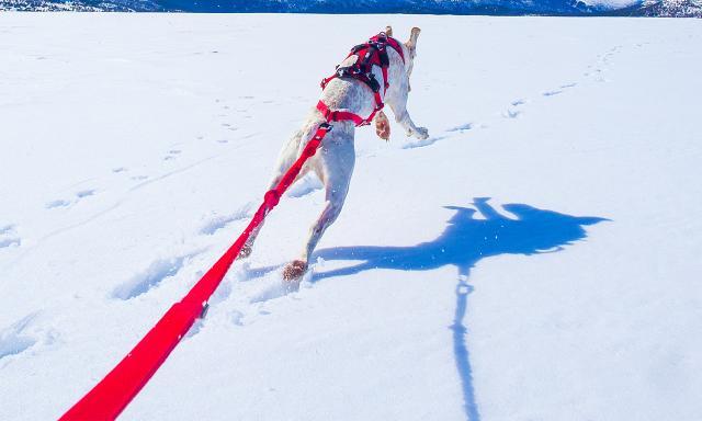 Longe de traction polyvalente réglable pour chien CONFORT TREK canirando 7/8