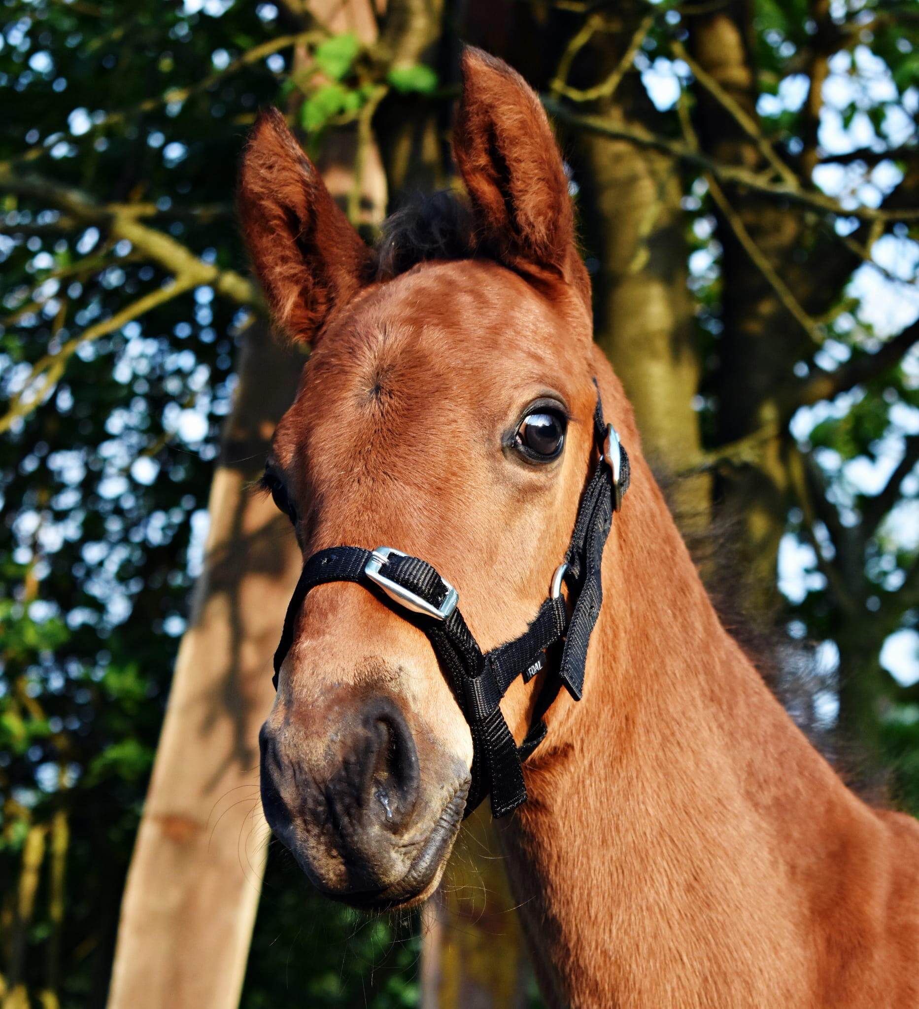 Licol équitation Foal  3-Fach 2/3