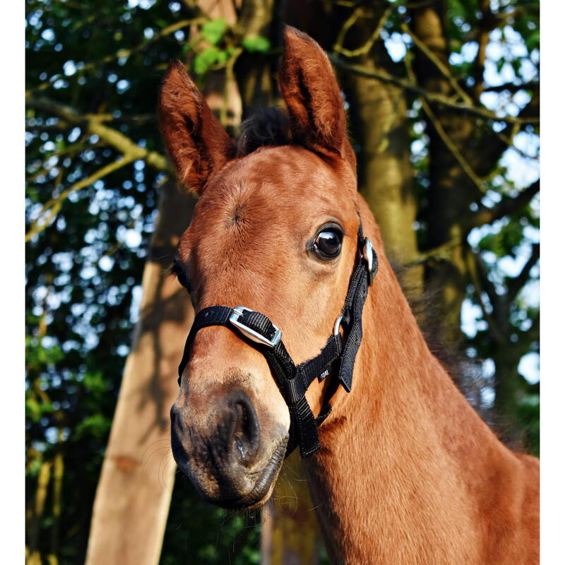 Mânzul halter START