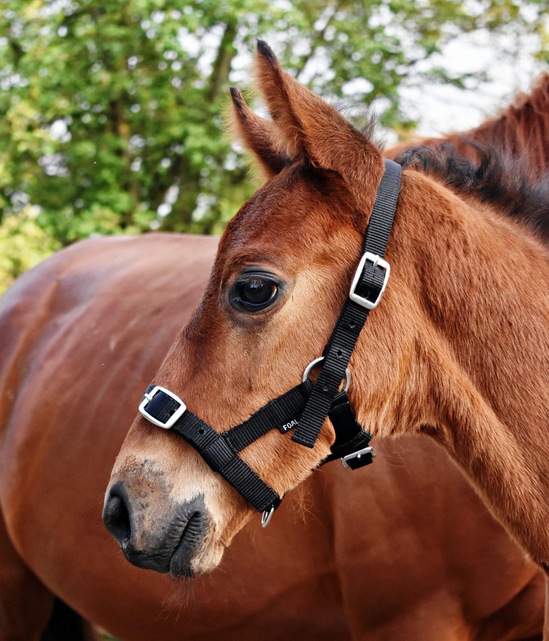 Licol équitation Foal  3-Fach 3/3