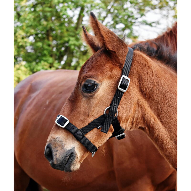 Mânzul halter START