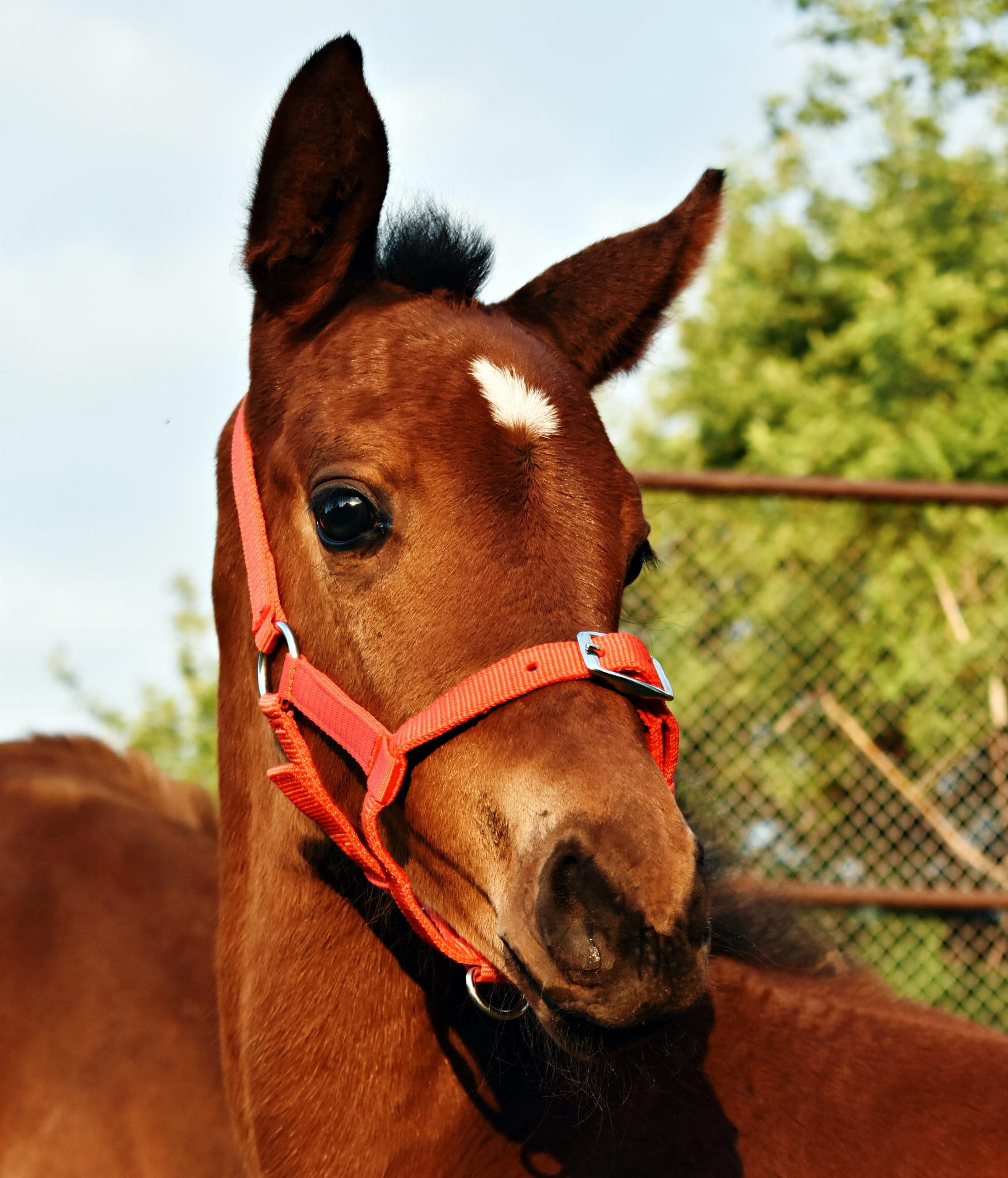 Licol équitation Foal  3-Fach 2/2