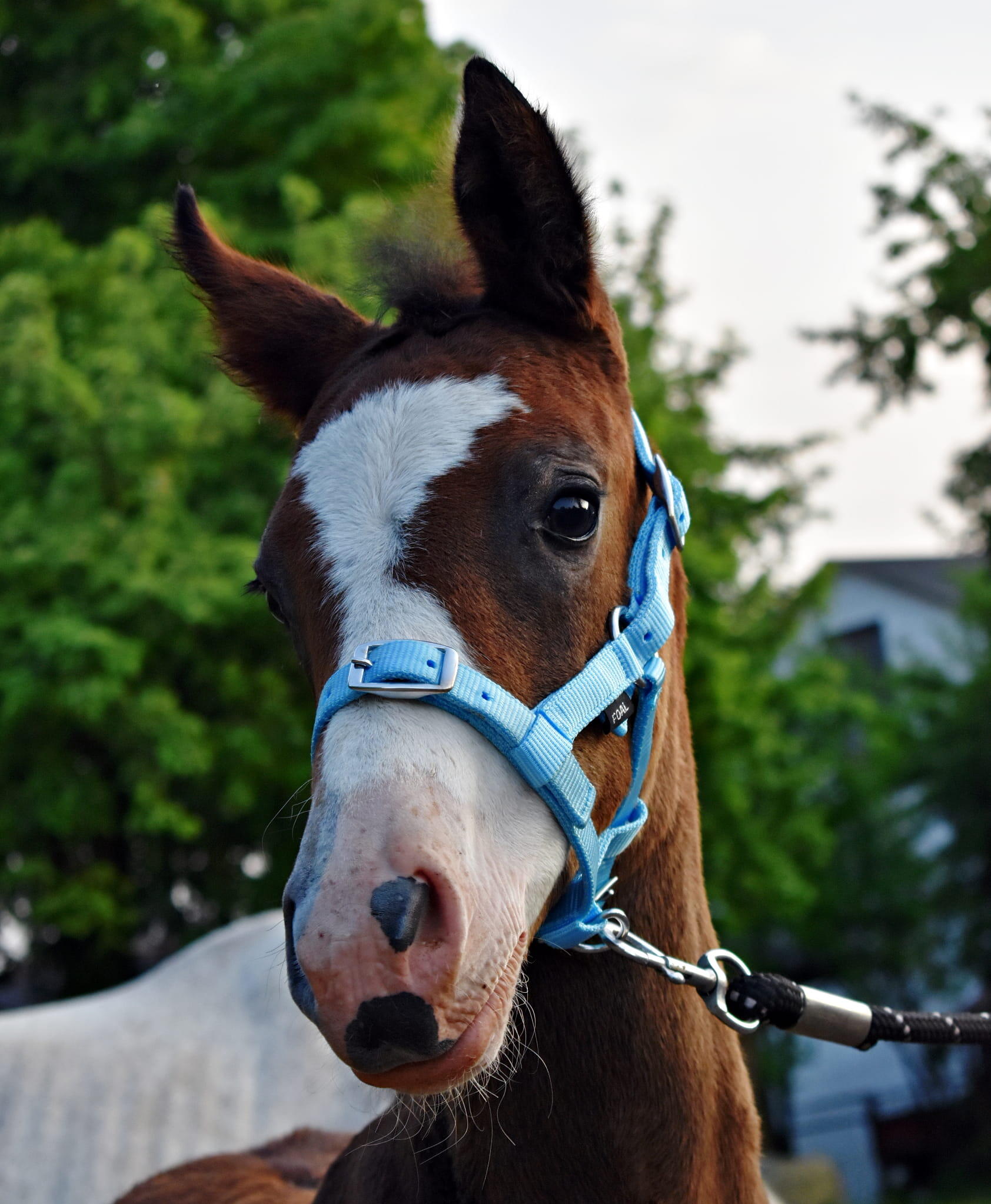 Licol équitation Foal  3-Fach 2/2