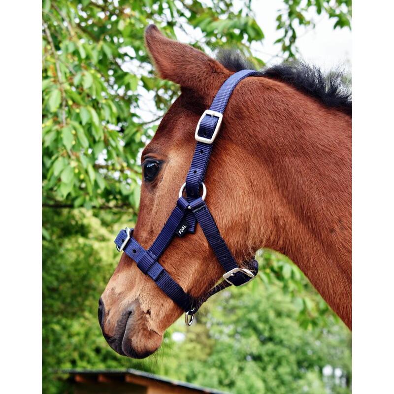 Mânzul halter START