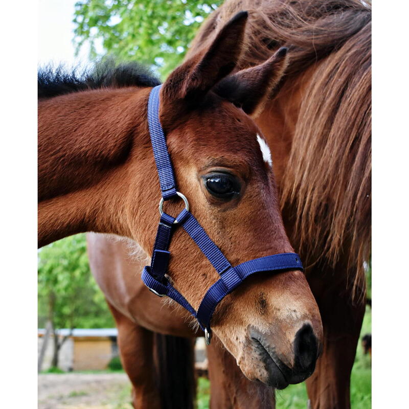 Mânzul halter START