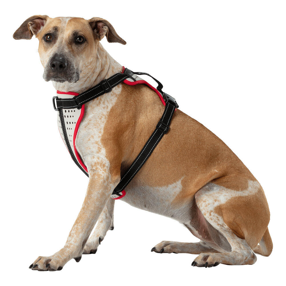 Dog harness Nathan K9 Series 2/5