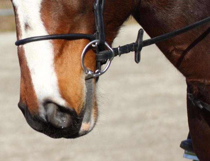 Stübben Bucephalus Pro Horse bit 2/4
