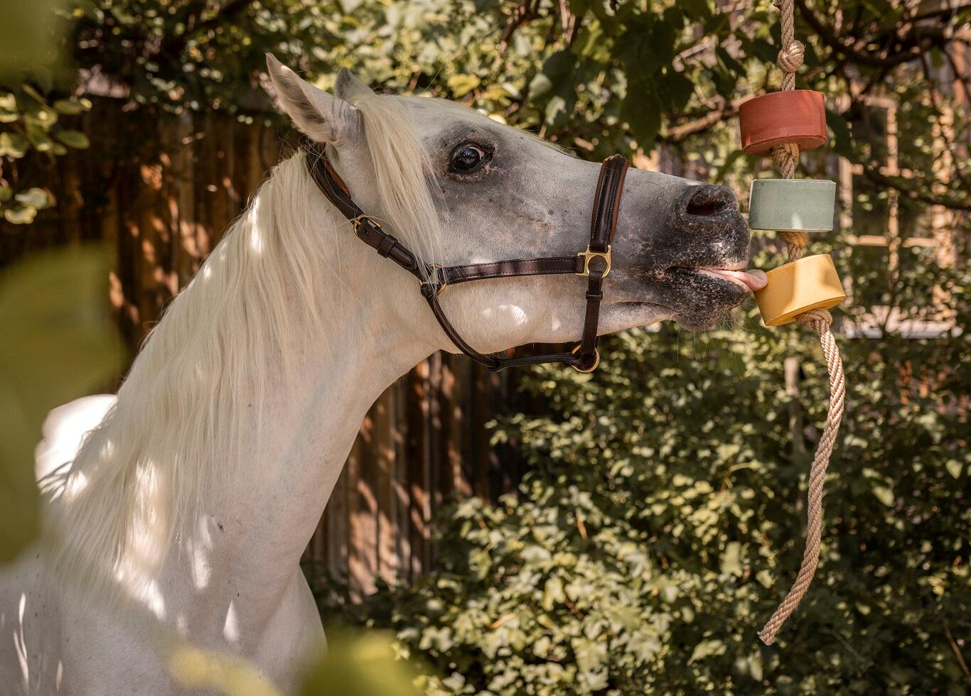 Lolly-Lick, SET de 3 "PRO IMMUN", y compris corde de suspension GRATUITE