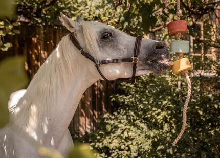 Lolly-Lick, SET de 3 "PRO IMMUN", y compris corde de suspension GRATUITE