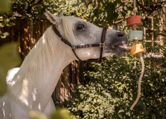 Lolly-Lick, SET de 3 "PRO IMMUN", y compris corde de suspension GRATUITE