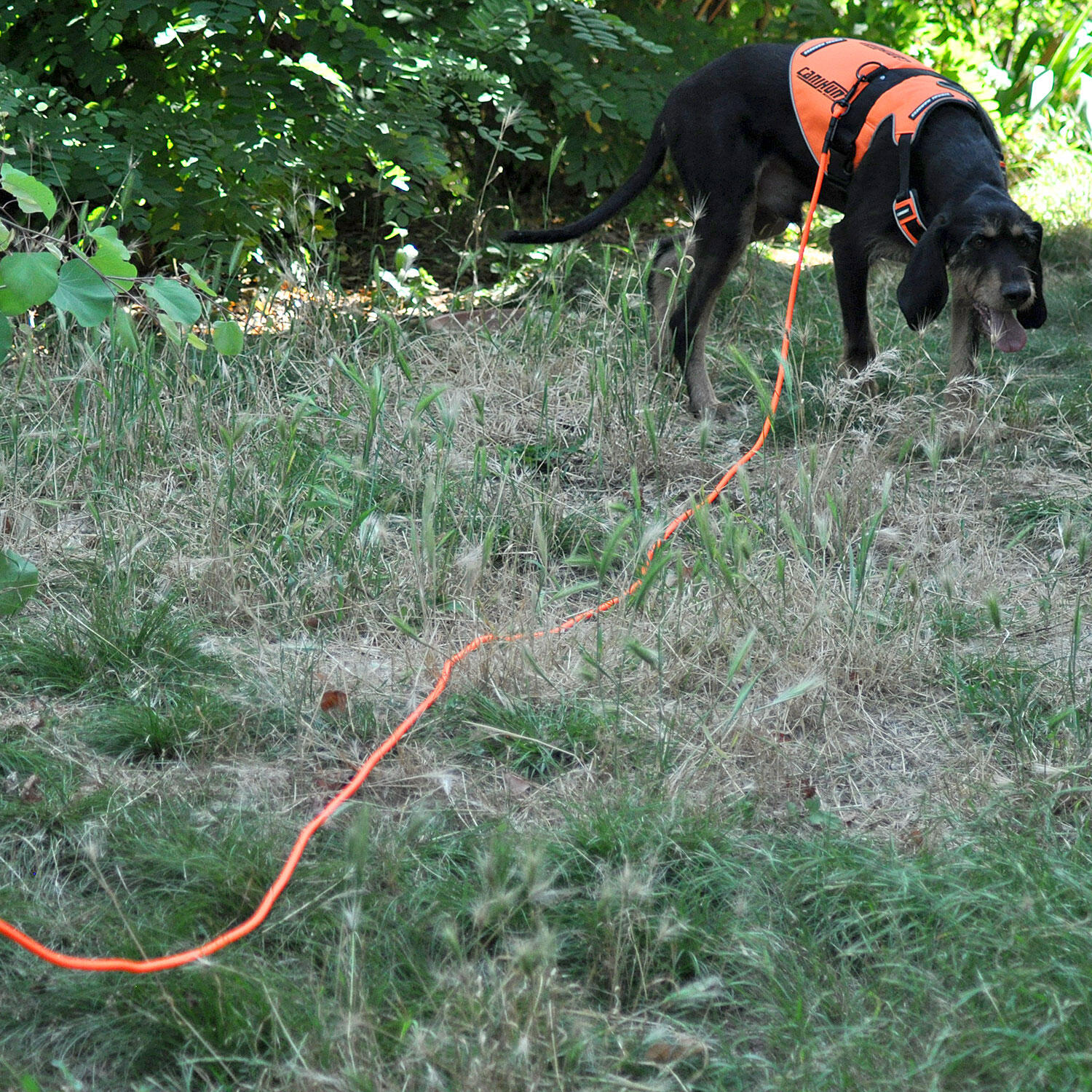 Hondenlijn X-TREME 5m, 10m oranje 2/4