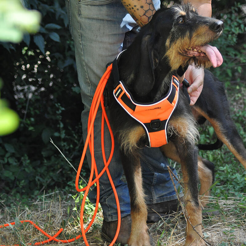 Longe pour chien X-TREME 5m, 10m orange