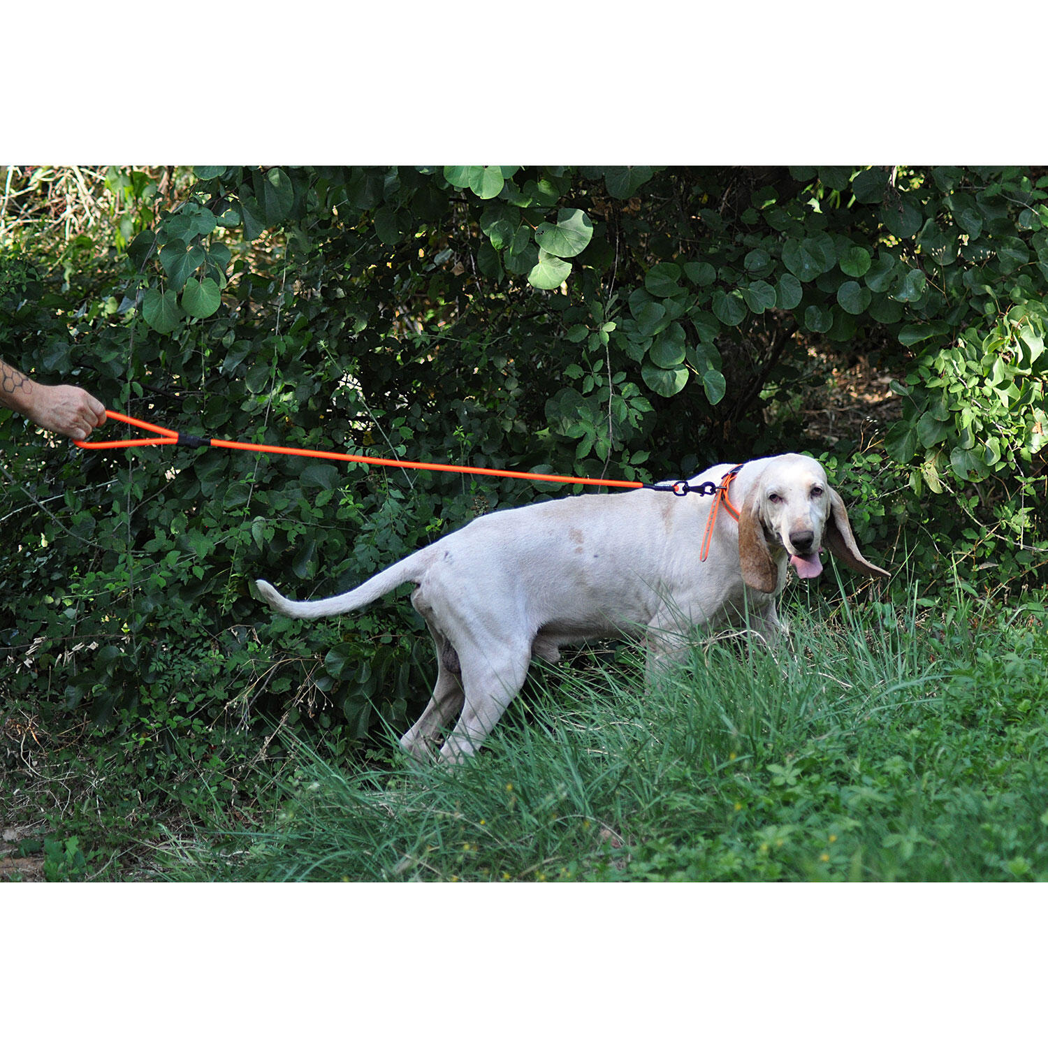 Laisse X-TREME orange 120cm CANIHUNT 2/4