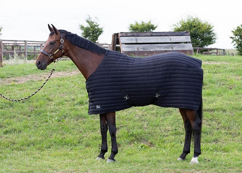 HARRYS HORSE picture