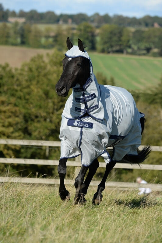 BUCAS picture