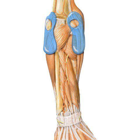 Bauerfeind EpiTrain Elleboogbrace 6/6