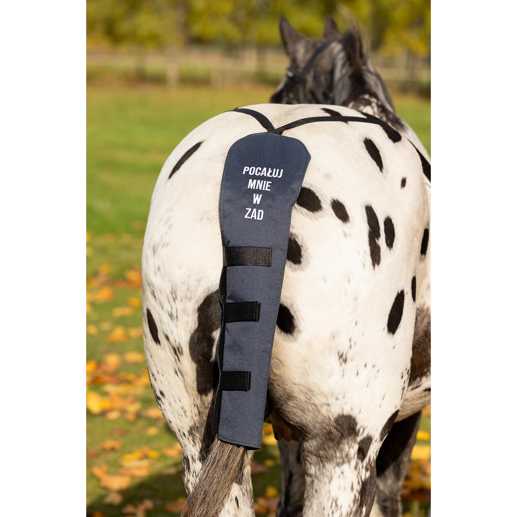 Ochraniacz transportowy na ogon GALOP WEAR Pocałuj mnie w ZAD 5/6