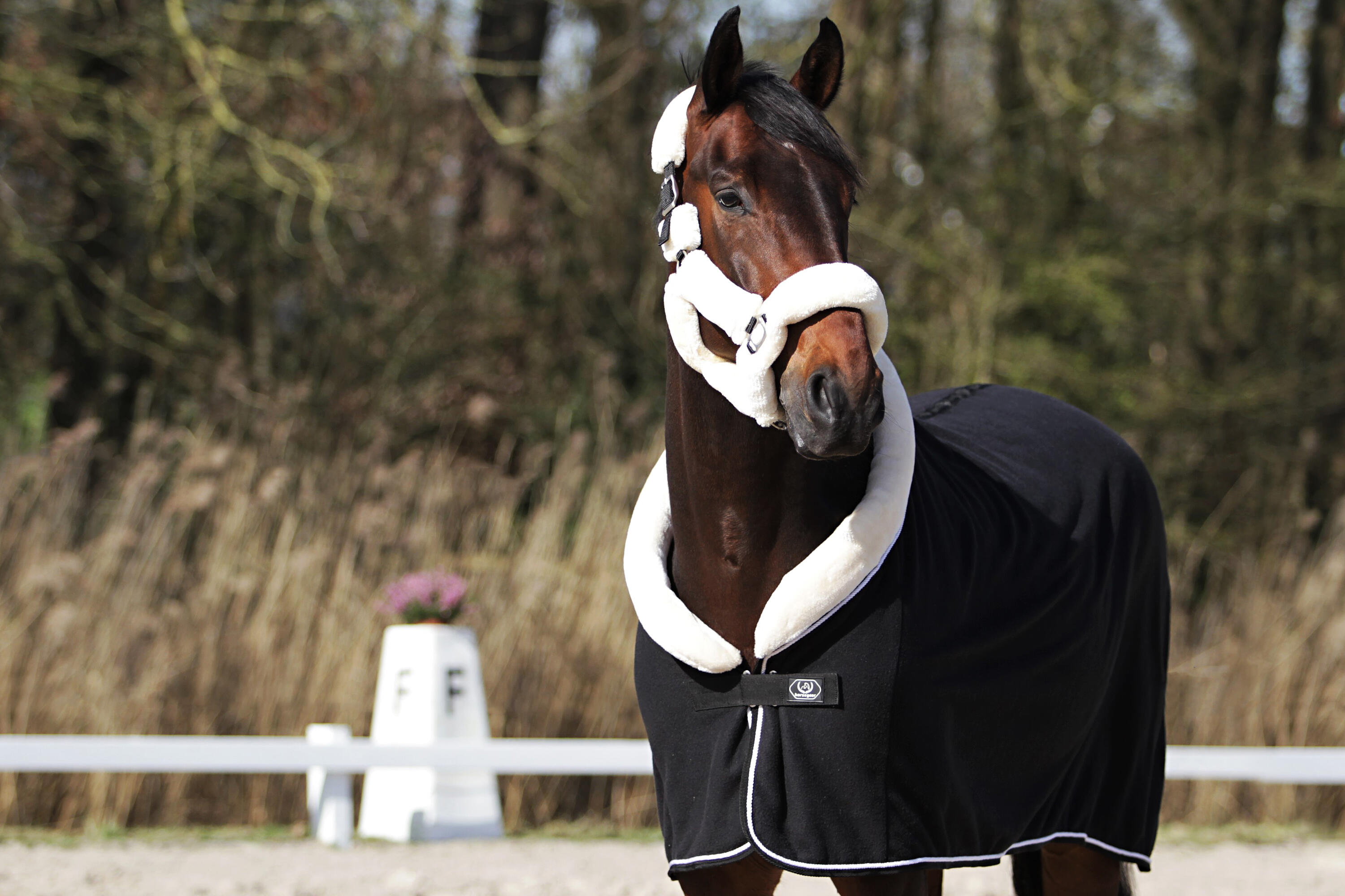 Chemise Séchante Allure HORSEGEAR Noir 4/4