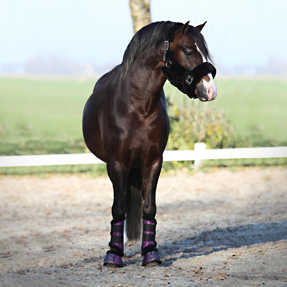 Halster Horsegear Suave Zwart 3/6