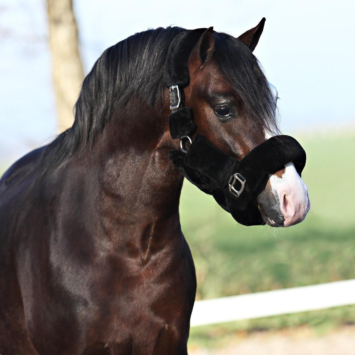 Halster Horsegear Suave Zwart 2/6
