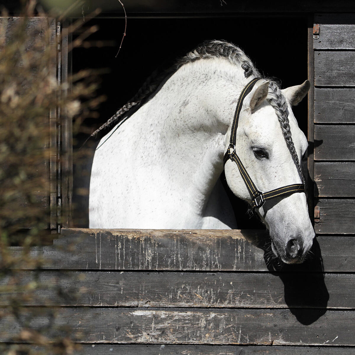 Licol Zari HORSEGEAR Noir-doré 2/2