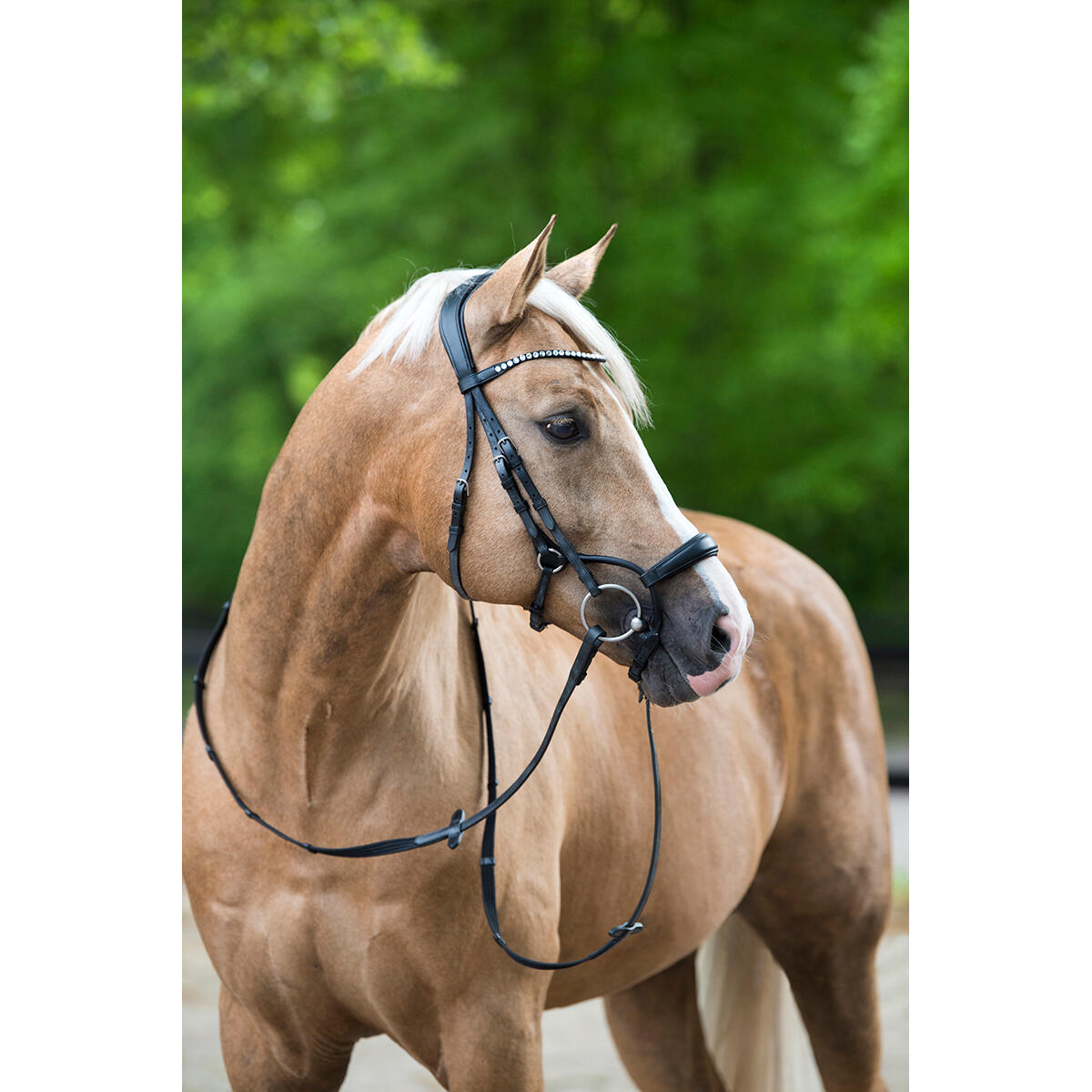 Trense Aquila Deluxe Horsegear Schwarz 5/6
