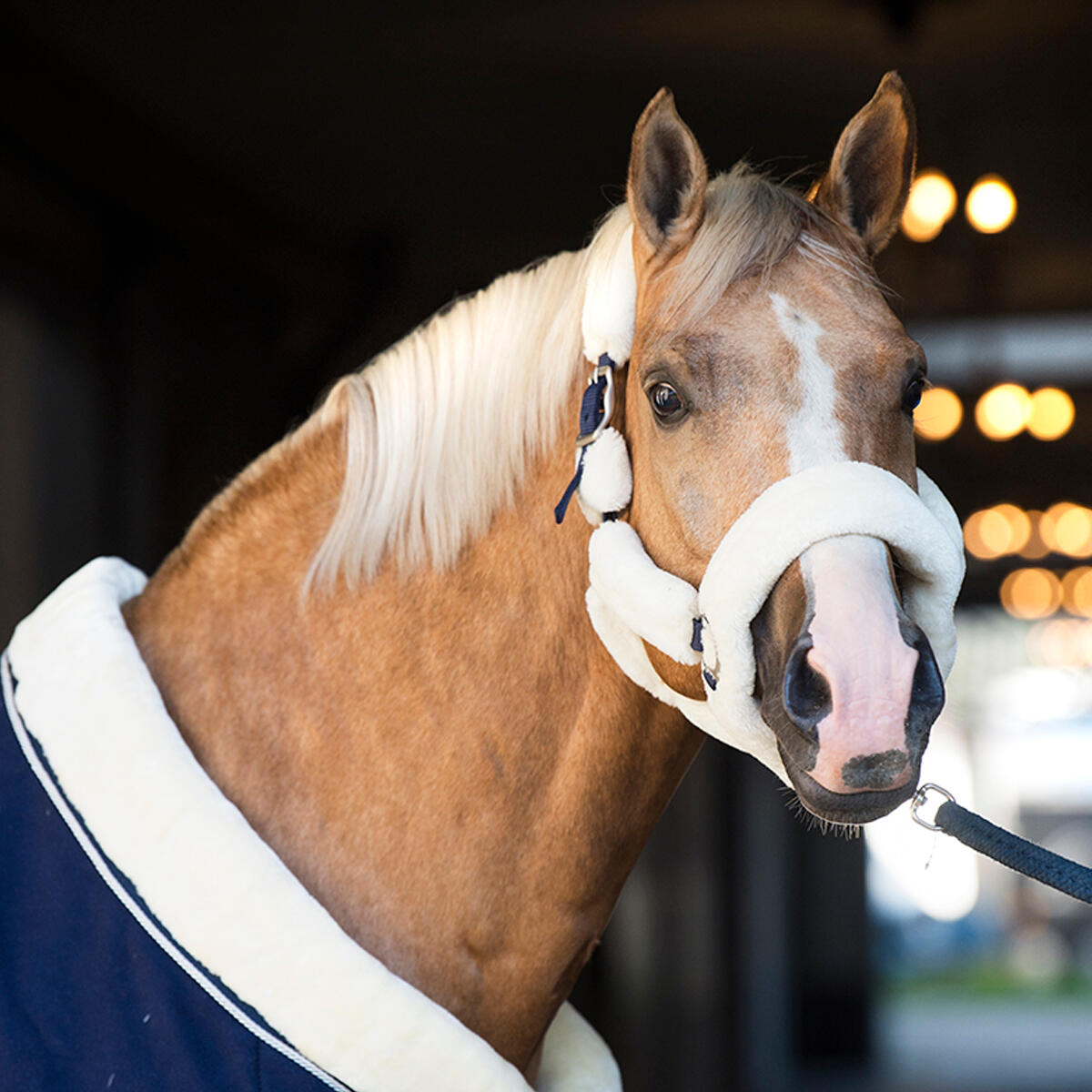 Licol Suave HORSEGEAR Naturel 5/6