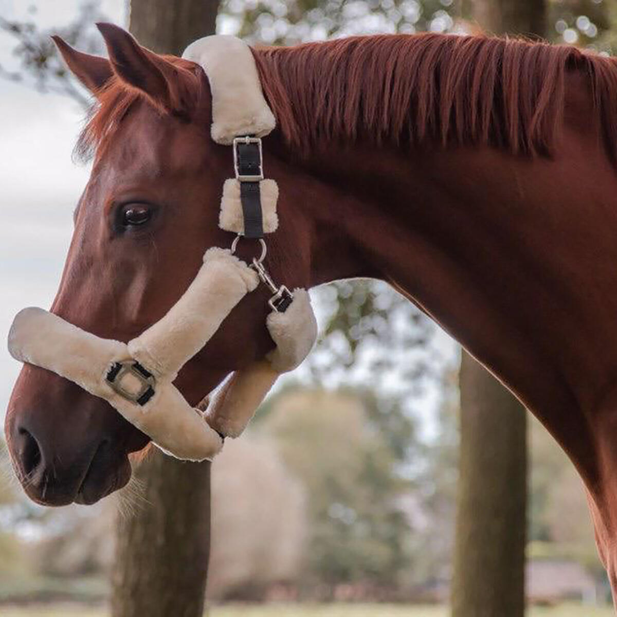 Licol Suave HORSEGEAR Naturel 2/6